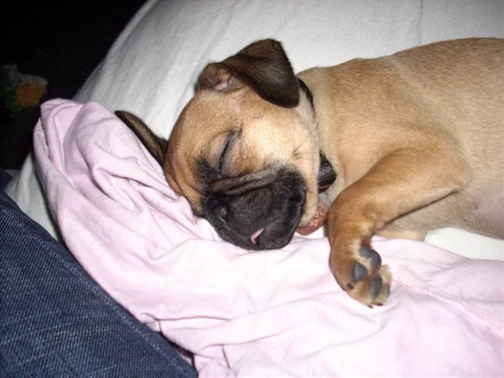 Blanding af racer Fie - Jeg har ikke altid styr på savlet og tungen når jeg sover... UPS billede 8