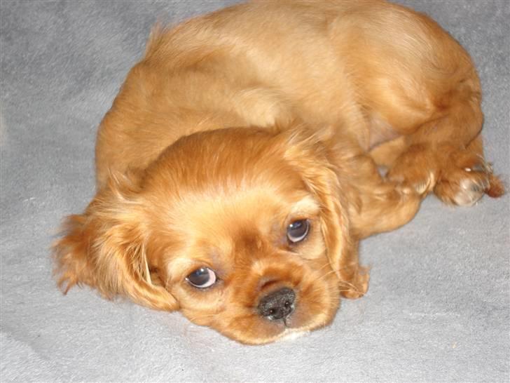 Cavalier king charles spaniel Alberte - sikke dejlig en sofa at ligge i........ billede 1