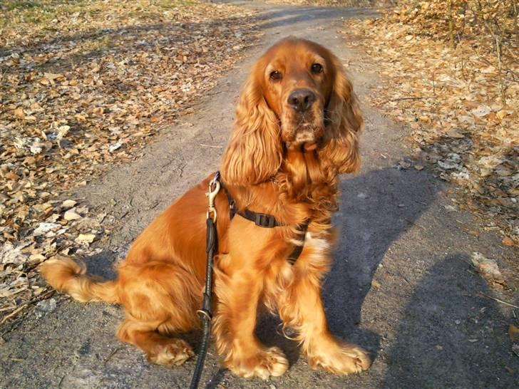 Cocker spaniel Dumle R.I.P billede 10