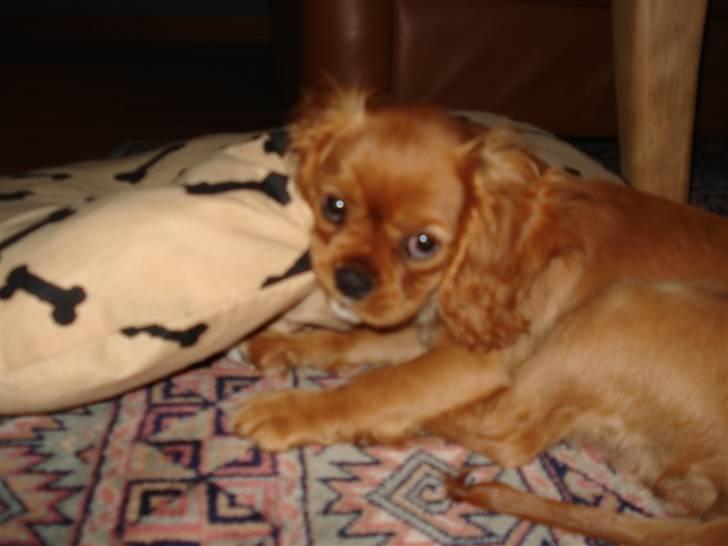 Cavalier king charles spaniel Alberte - giv mig noget dejligt at tykke i......... billede 2