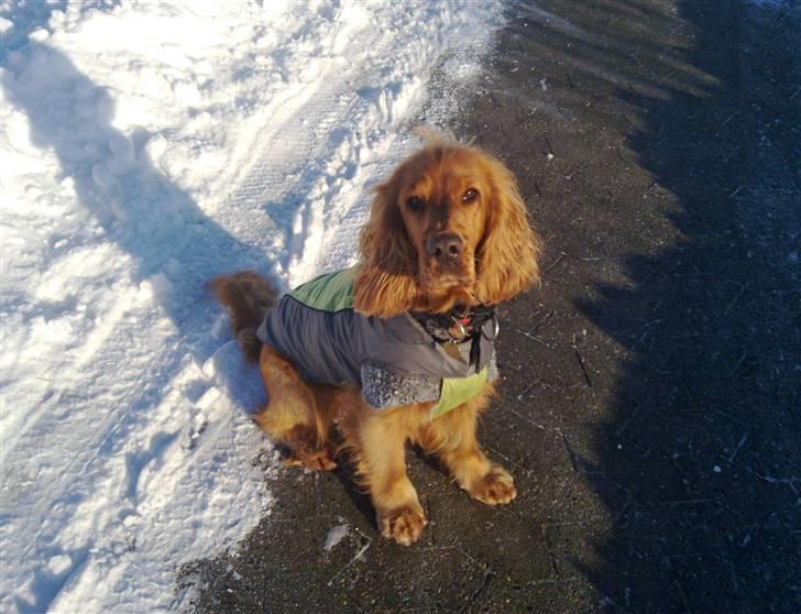 Cocker spaniel Dumle R.I.P - Smukke hunden på tur i sneen billede 13