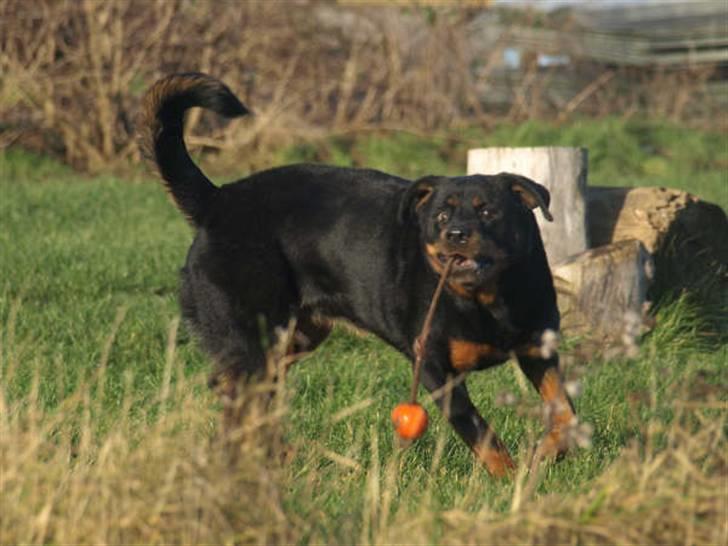 Rottweiler Den gamle Chili  billede 15