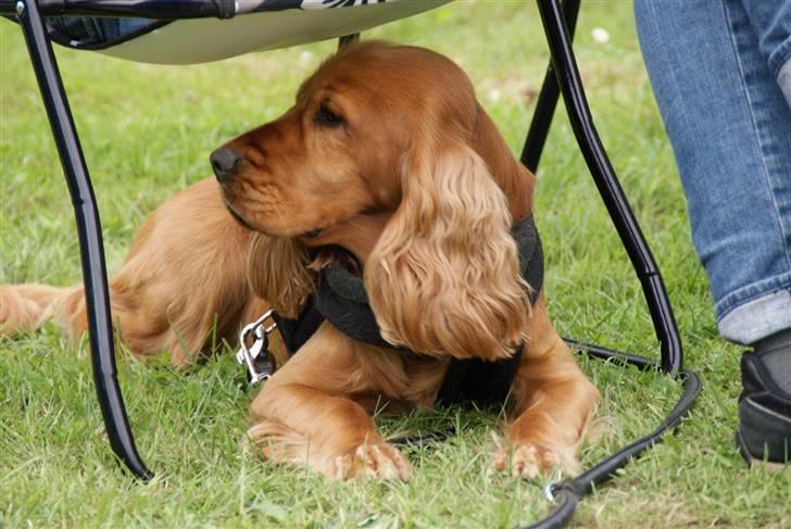 Cocker spaniel Dumle R.I.P - Med på camping billede 14