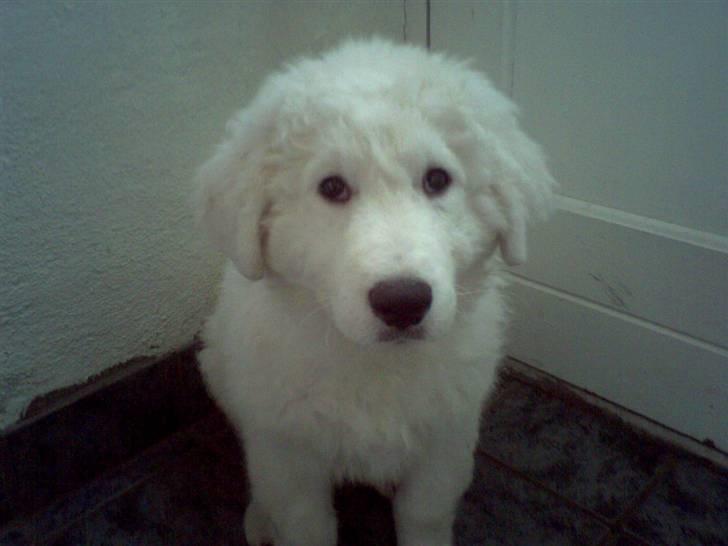 Kuvasz Laika "SOLGT" - Så sød jeg er :) billede 1