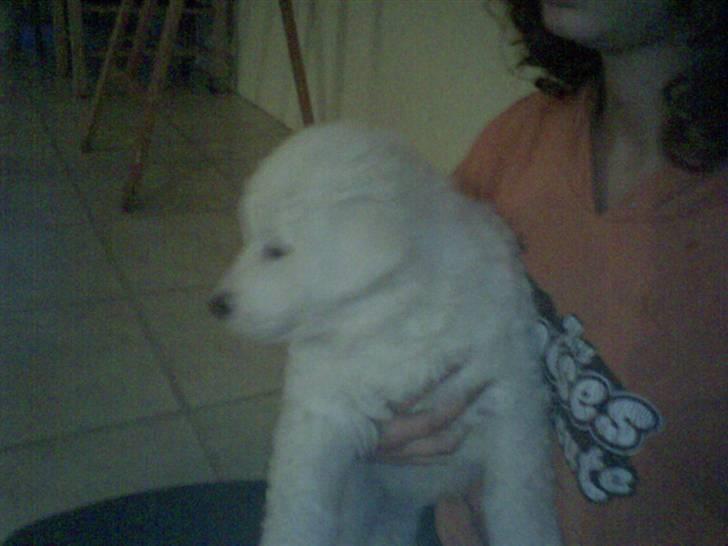 Kuvasz Laika "SOLGT" - Dengang vi var oppe og se på uldtotten billede 2