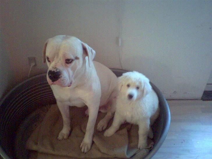 Kuvasz Laika "SOLGT" - Charmetrold :) billede 3