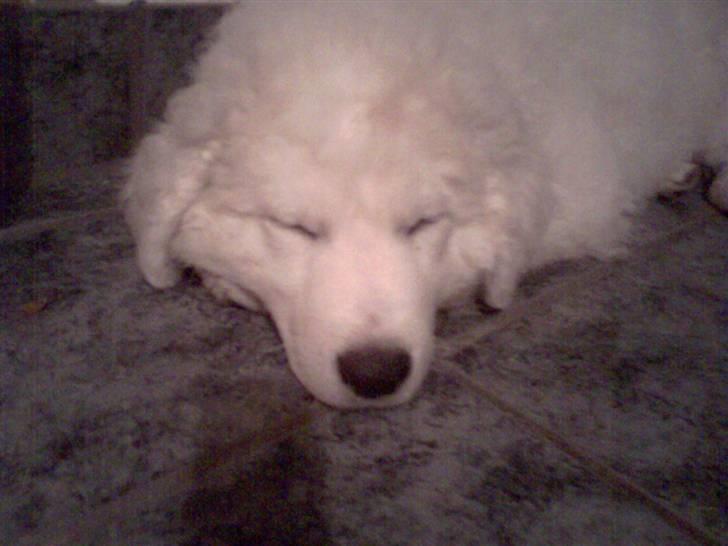 Kuvasz Laika "SOLGT" - Sovetryne billede 4