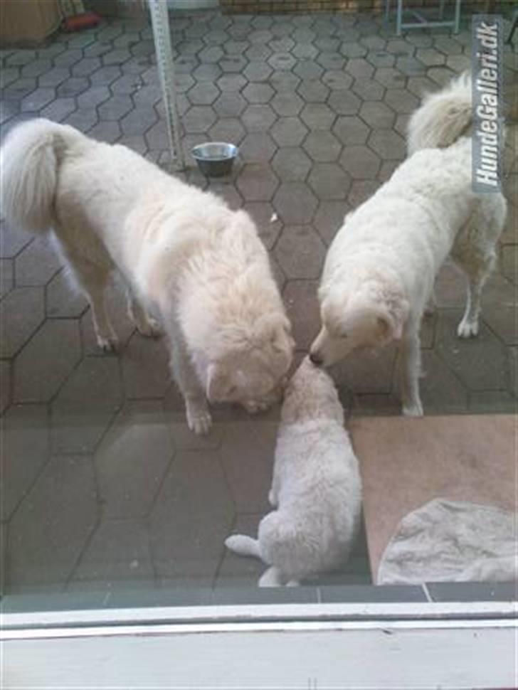 Kuvasz Laika "SOLGT" - Laika og forældre da vi var oppe og hente hende billede 5