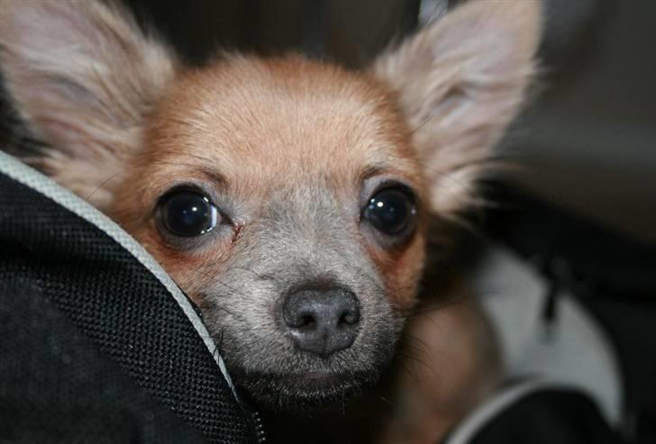 Chihuahua Dolph - Kææææmpe hovede billede 10