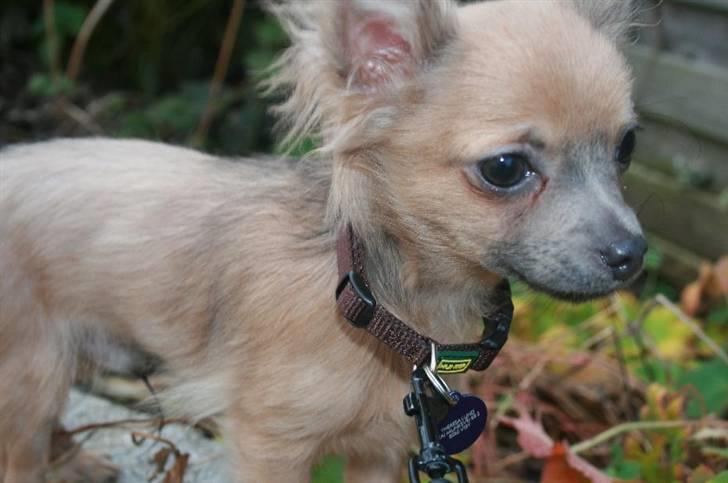 Chihuahua Dolph billede 11