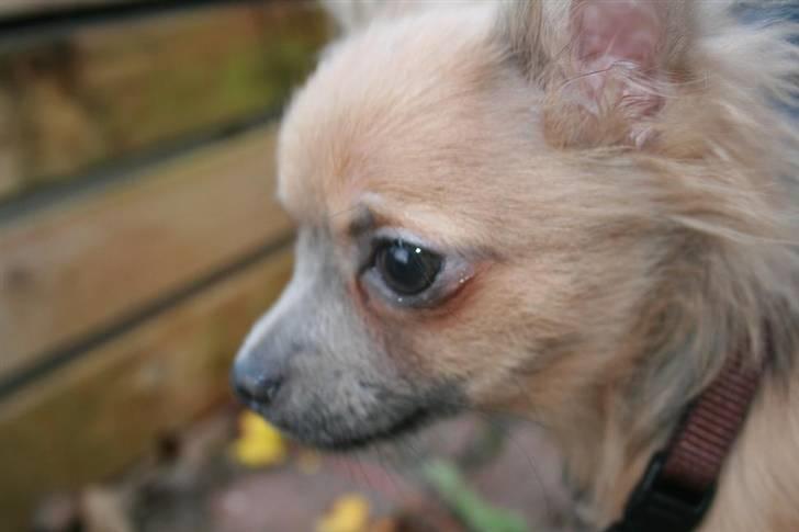Chihuahua Dolph - Lige ude i haven billede 12