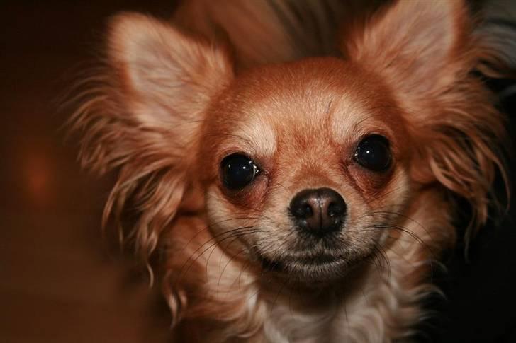 Chihuahua Birkedals Bitten - Det er faktisk næsten ligefør jeg er model billede 6