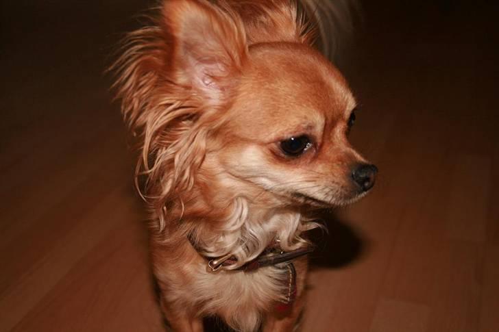 Chihuahua Birkedals Bitten - Se - også med siden til billede 7