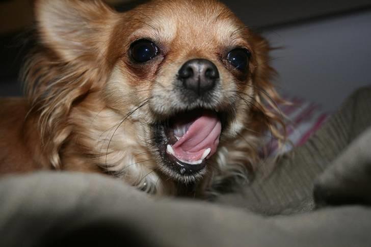 Chihuahua Birkedals Bitten - Arhm! Kallun billede 8