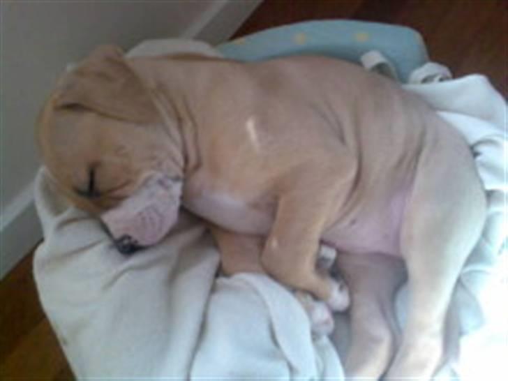 Amerikansk bulldog Baily billede 8