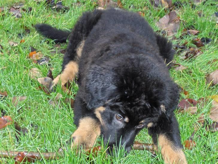 Blanding af racer bella billede 6