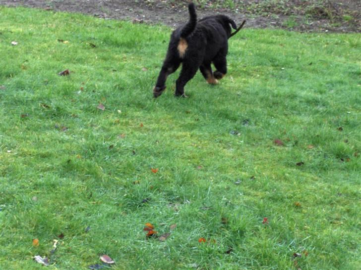 Blanding af racer bella - haha mor du får ikk pinden billede 7