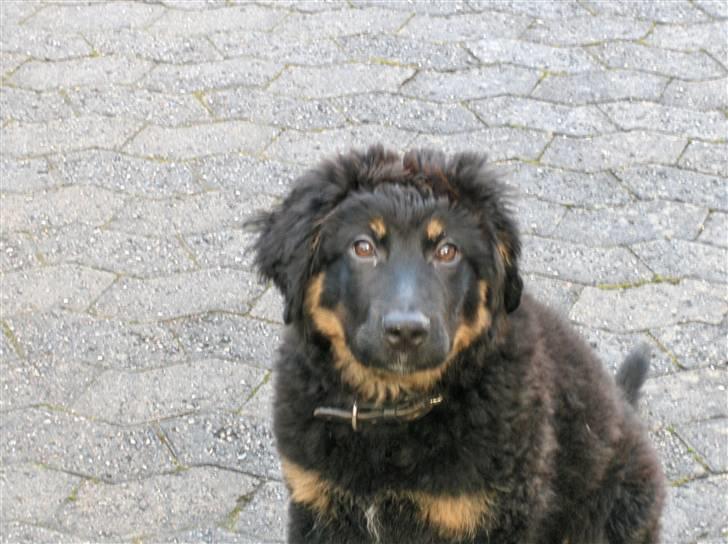 Blanding af racer bella - jeg er lige vågnet også alle de billeder billede 8