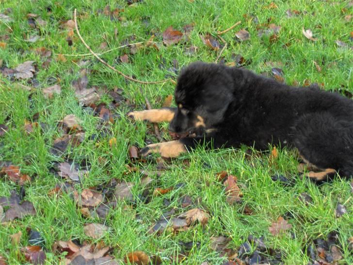 Blanding af racer bella billede 9