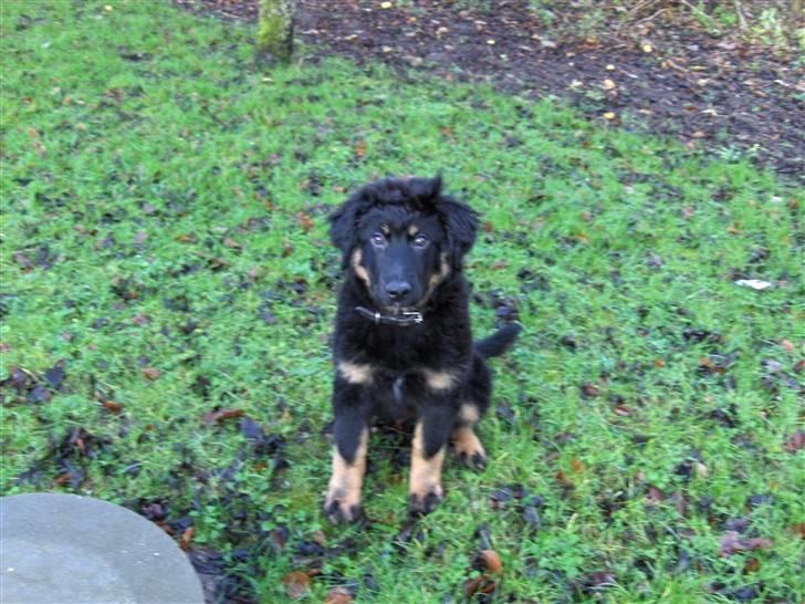 Blanding af racer bella - skal vi ikk ind i varmen mor billede 10