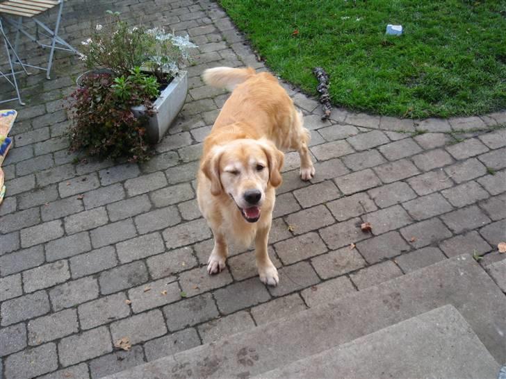 Golden retriever Django<'3 R.I.P  - Django blikkede lige til mig før han gik hen og skubbede Simba ud af hans kurv :) billede 15