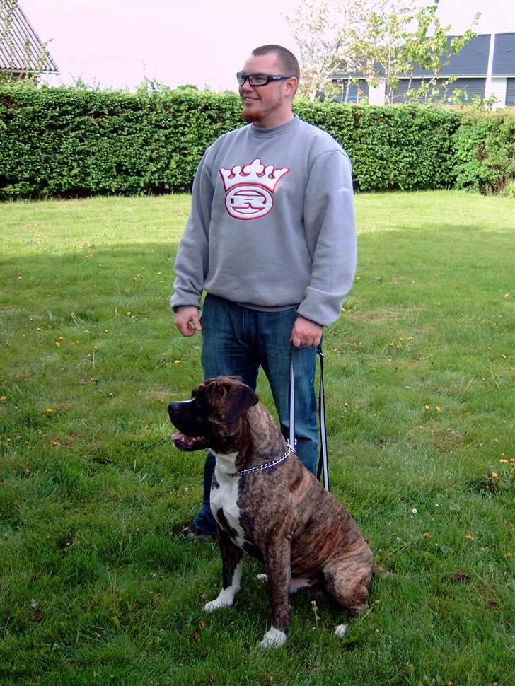 Amerikansk bulldog Balder billede 11