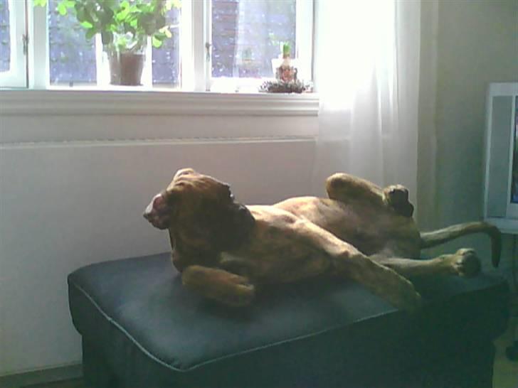 Boxer Kaj - Må jeg ikke ligge her?! billede 4