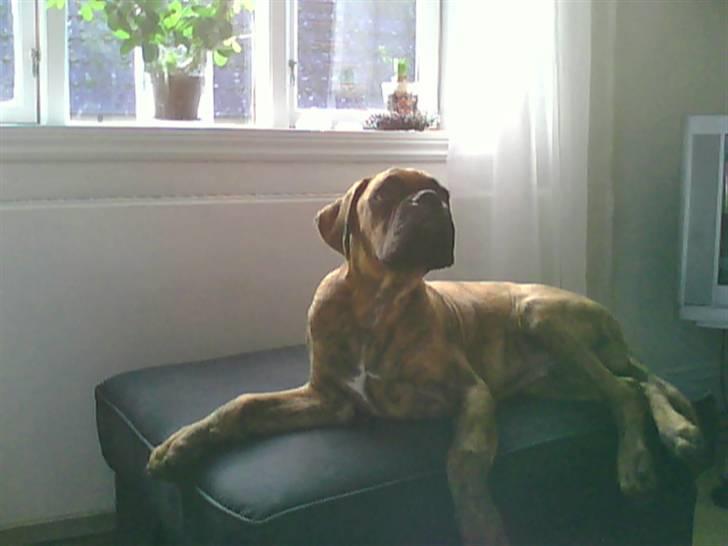 Boxer Kaj - Der er noget som dufter godt her! billede 5