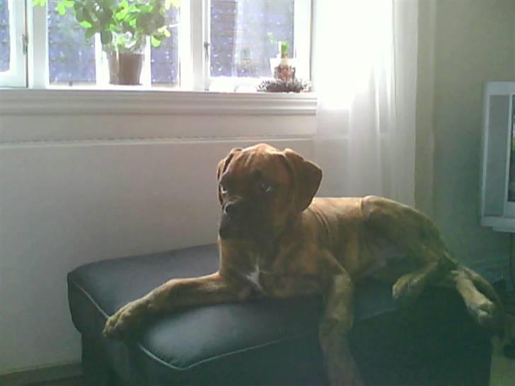 Boxer Kaj - Må jeg ikke nook blive liggende?? billede 6