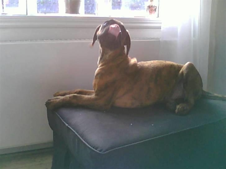 Boxer Kaj - Nam Nam... Det smagte altså RIGTIG godt! billede 7