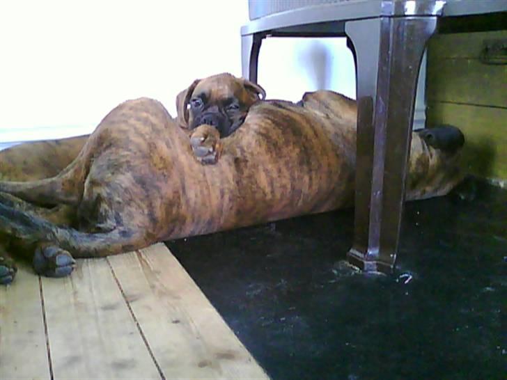 Boxer Kaj - Jeg elsker min far! billede 8