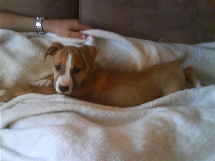 Amerikansk staffordshire terrier Tiesto billede 3