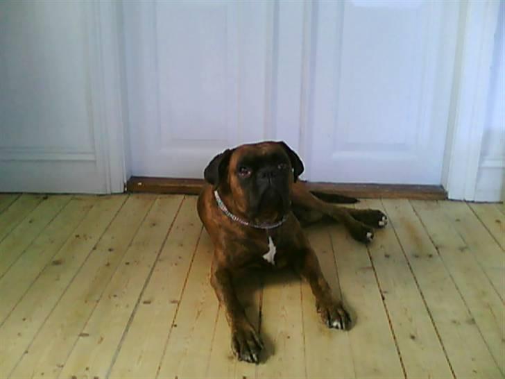 Boxer Kaj - Se min smukke far! billede 9