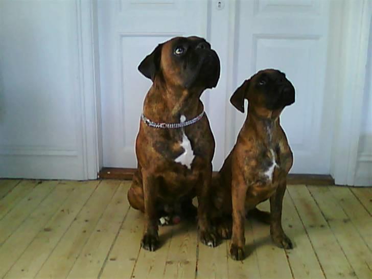 Boxer Kaj - Mig & Min far, er de bedste venner i verden! billede 10