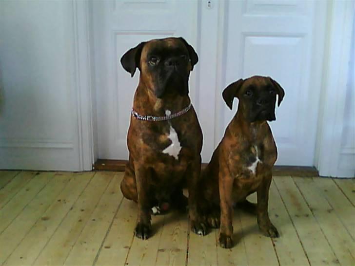 Boxer Kaj - Jeg håber at jeg kommer til at ligne min far... billede 11