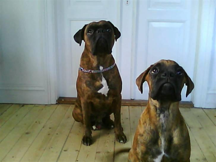 Boxer Kaj - Se far!! billede 12