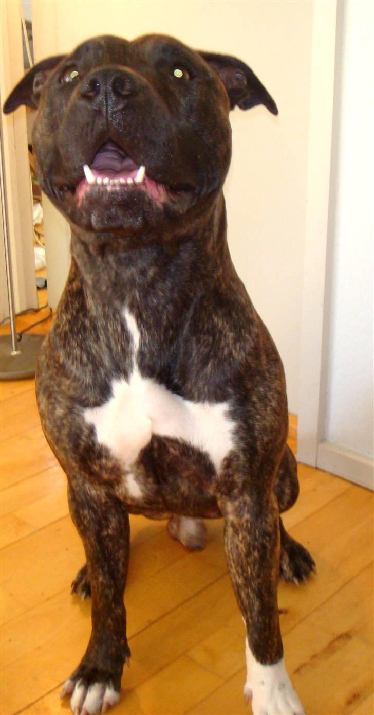 Amerikansk staffordshire terrier cicho billede 9