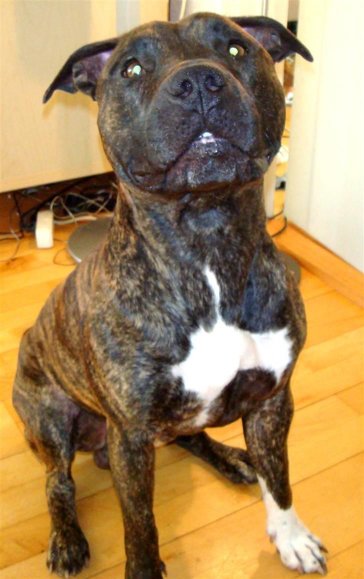 Amerikansk staffordshire terrier cicho billede 10