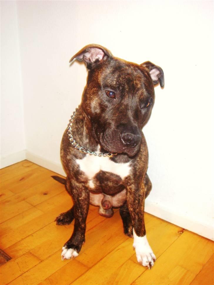 Amerikansk staffordshire terrier cicho billede 11