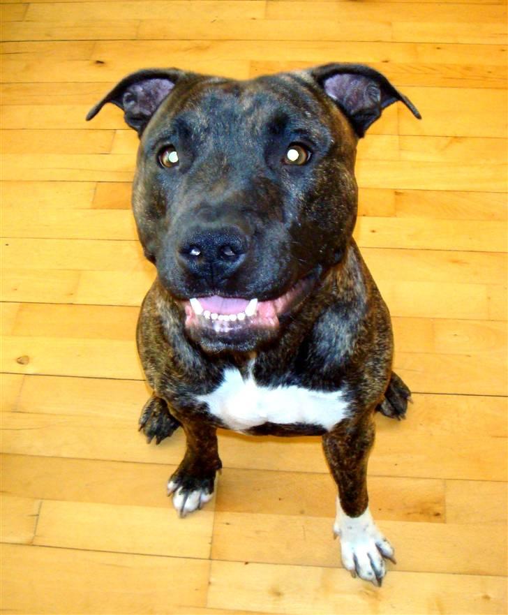 Amerikansk staffordshire terrier cicho billede 12