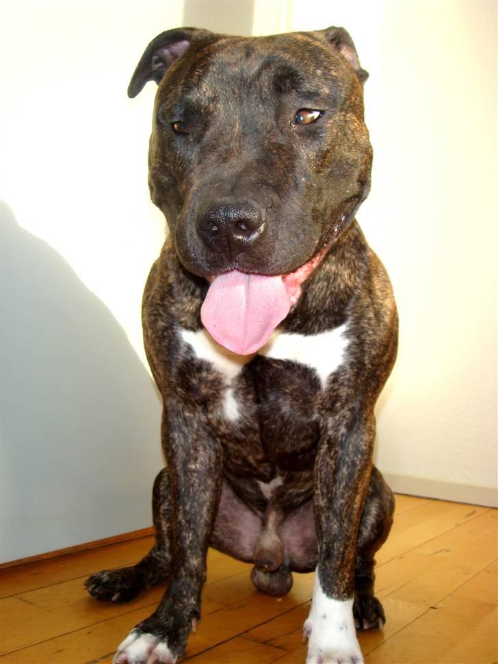 Amerikansk staffordshire terrier cicho billede 14