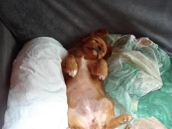 Cavalier king charles spaniel Alberte - Det er så dejligt at ligge på ryggen....................... billede 3