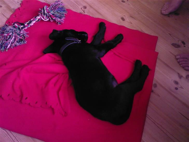 Labrador retriever Bella R.I.P :( billede 2