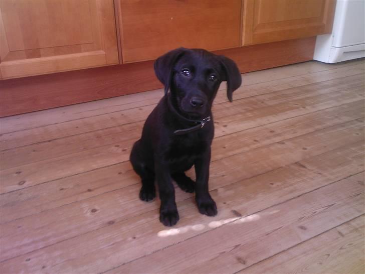 Labrador retriever Bella R.I.P :( billede 3