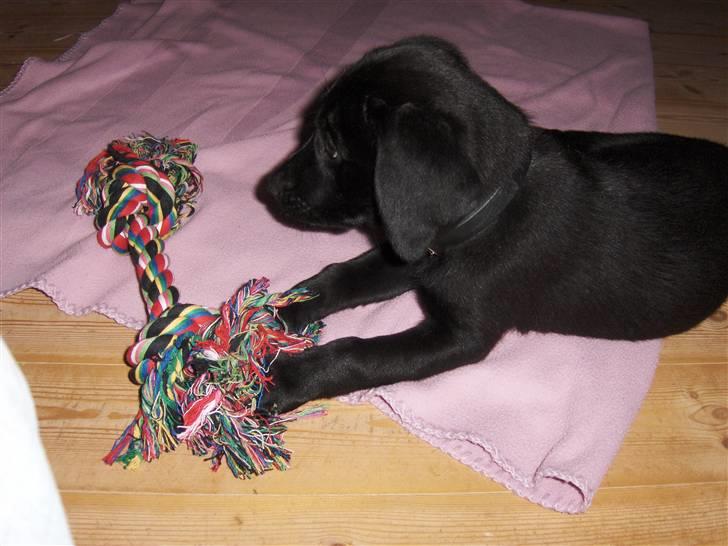 Labrador retriever Bella R.I.P :( billede 4