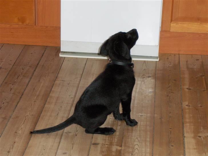 Labrador retriever Bella R.I.P :( billede 5