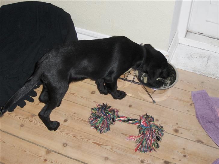 Labrador retriever Bella R.I.P :( billede 6