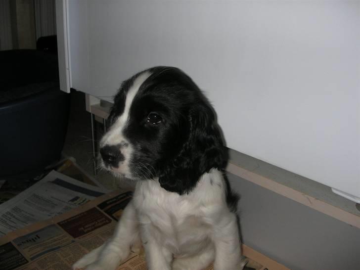 Cocker spaniel Fie - 1. dag hjemme hos os billede 1