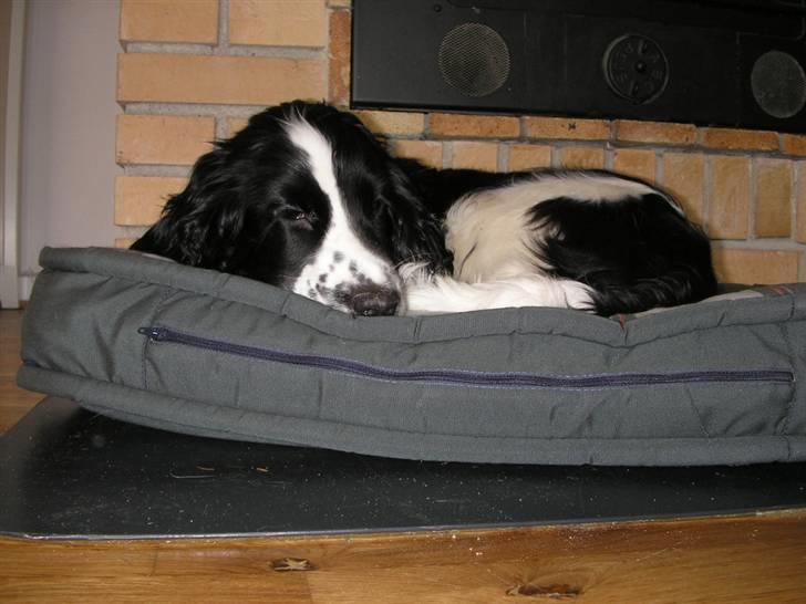 Cocker spaniel Fie - Hold op med det.. Jeg ligger lige og sover! billede 2