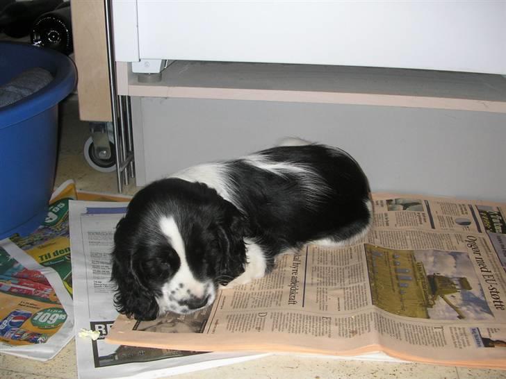 Cocker spaniel Fie - Jeg savner min mooaar! billede 3